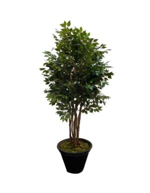 Silk Ficus Tree